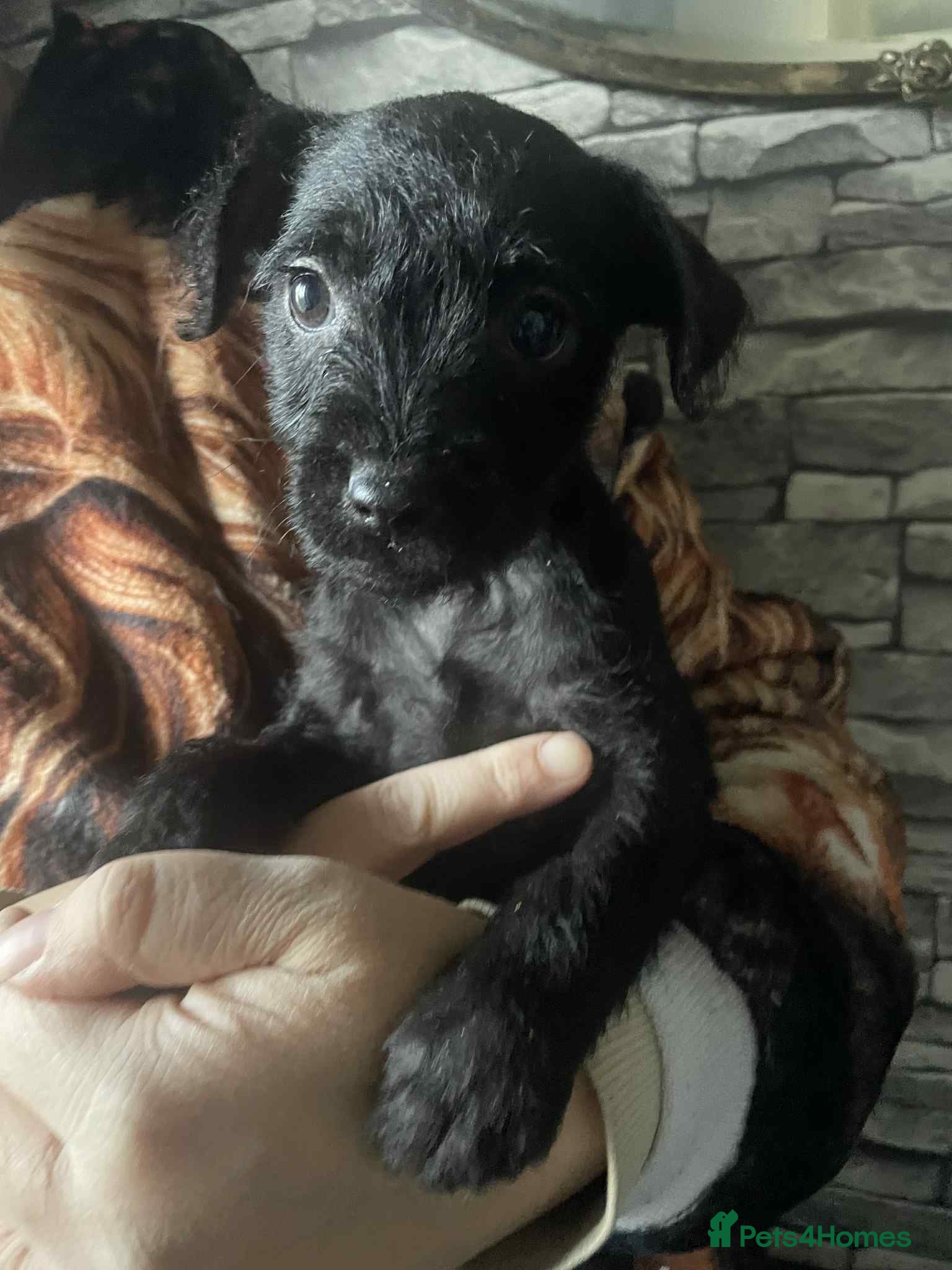 Patterdale Terrier dogs Pure Patterdale Terrier Pups Ready to go Now! - Advert 18