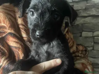 Patterdale Terrier dogs Pure Patterdale Terrier Pups Ready to go Now! - Advert 18