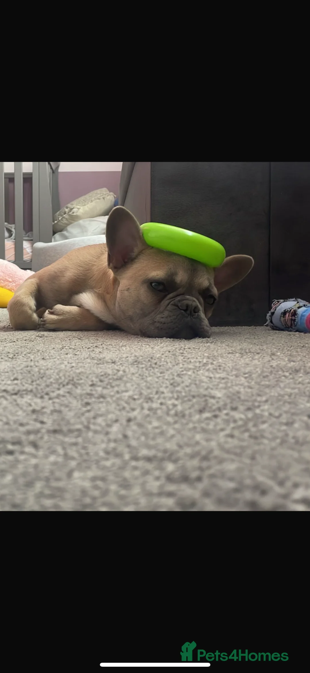 French Bulldog dogs for stud: Handsome Frenchie STUD - Advert 5