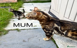 Bengal cats for sale: Bengal X Kittens - Image 18