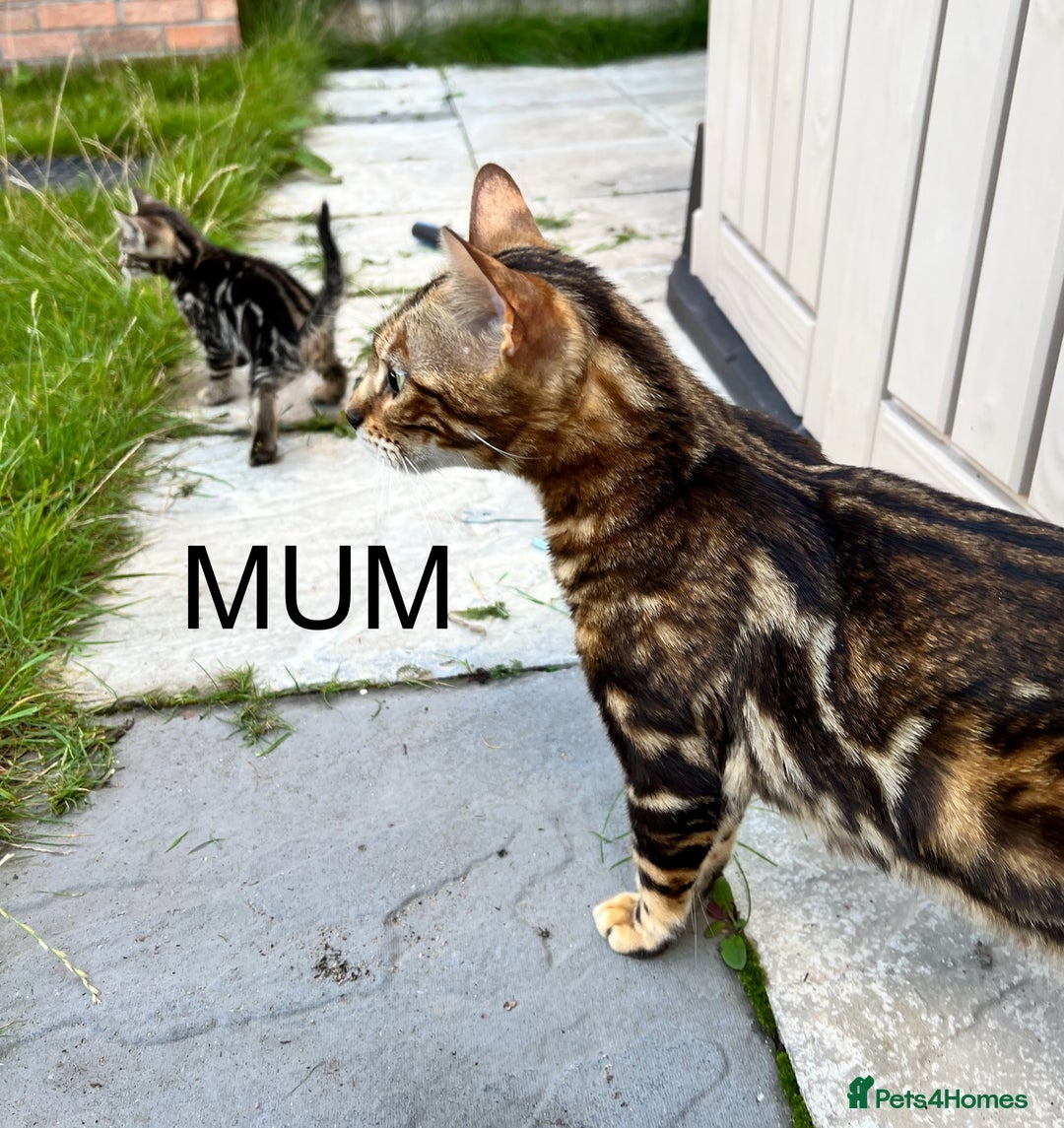 Bengal cats for sale: Bengal X Kittens - Image 18