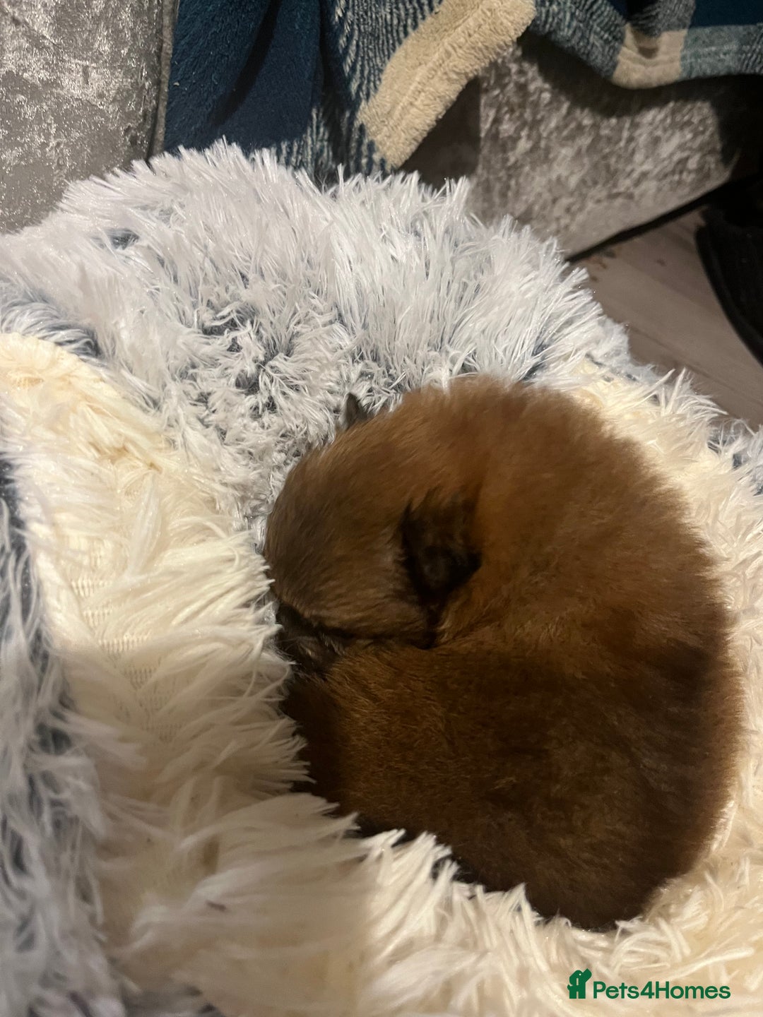 Pomeranian dogs for stud: Kensesqui Mighty Hercules aka Bear for stud  - Advert 4