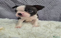 Boston Terrier dogs for sale: Superb litter of boston terriers. - Image 19