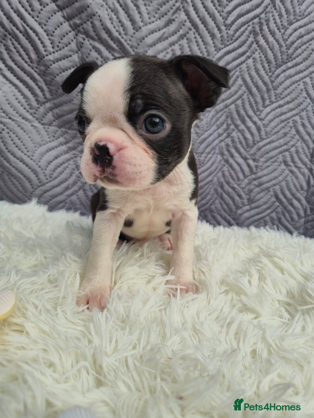 Boston Terrier dogs for sale: Superb litter of boston terriers. - Image 19