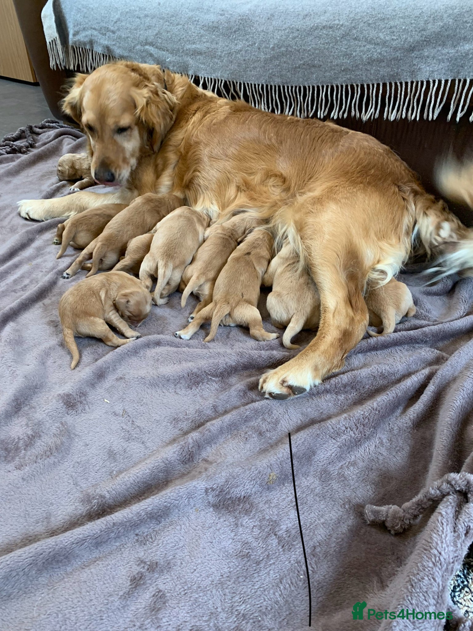Golden Retriever dogs K.C REGISTERED GOLDEN RETRIEVER PUPPIES - Advert 1