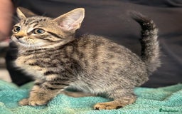 Maine Coon cats for sale: Silver tabby Maine coon x bengal - Image 1