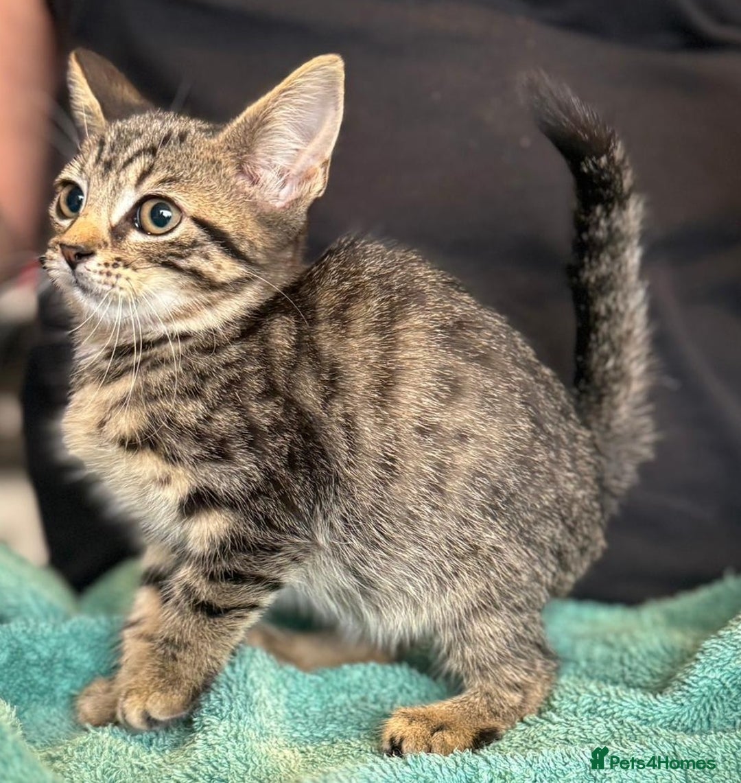 Maine Coon cats for sale: Silver tabby Maine coon x bengal - Image 1