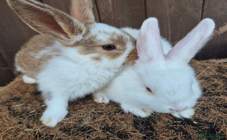 Mini Lop rabbits - Advert 11
