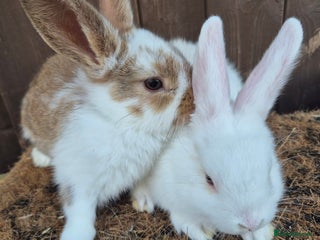 Mini Lop rabbits - Advert 33