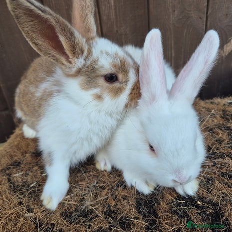 Mini Lop rabbits - Advert 11