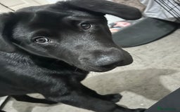 Mixed Breed dogs for sale: Bear, 7 Month old Lab/Akita - £500 - Image 1