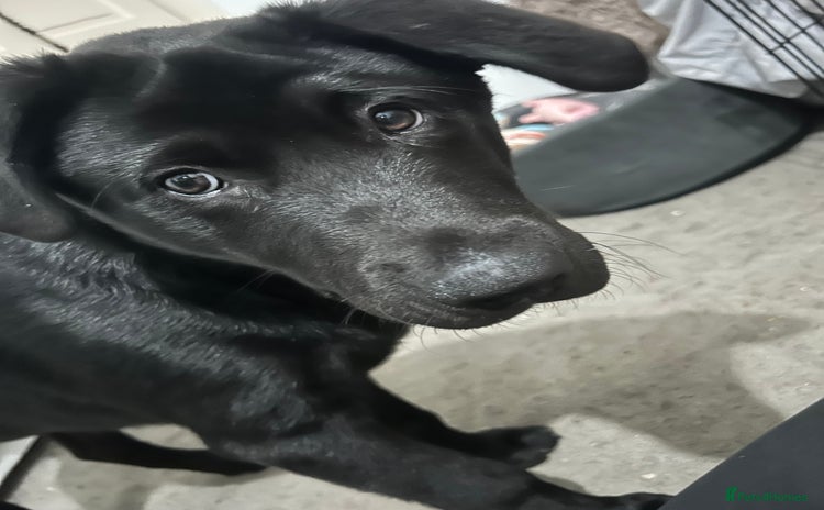 Mixed Breed dogs - Advert 1