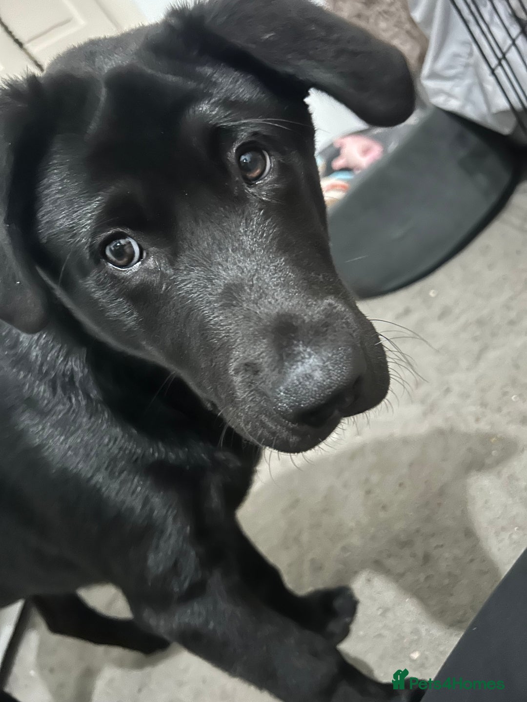 Mixed Breed dogs for sale: Bear, 7 Month old Lab/Akita - £500 - Image 1