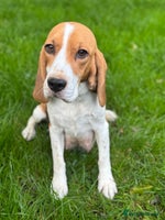 Beagle dogs - Advert 3