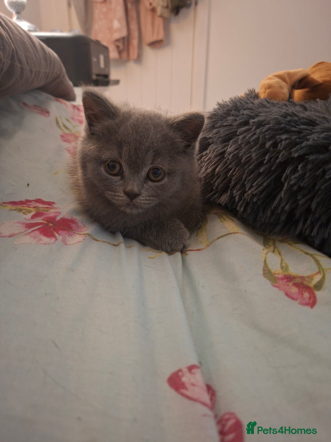 British Shorthair cats for sale: British blue kittens GCCF registered 🩷💜 - Advert 13