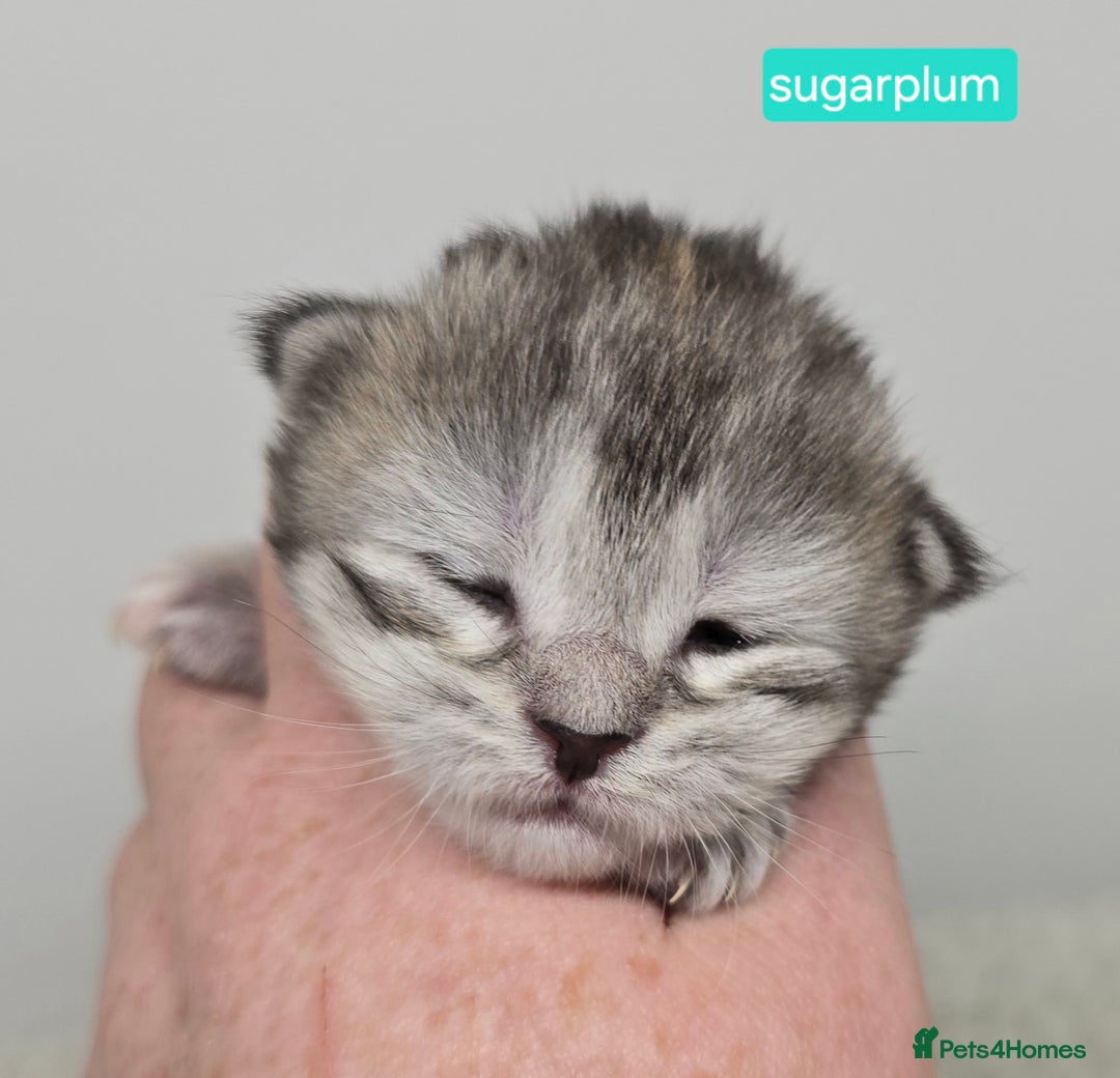 Maine Coon cats for sale: Chunky TICA registered Maine Coon Kittens - Advert 8