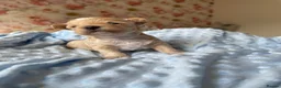 Maltipoo dogs for sale: Beautiful Tiny Maltipoo Puppies  - Advert 8