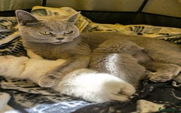 British Shorthair cats for sale: British Short Hairs And White BSH - Image 11