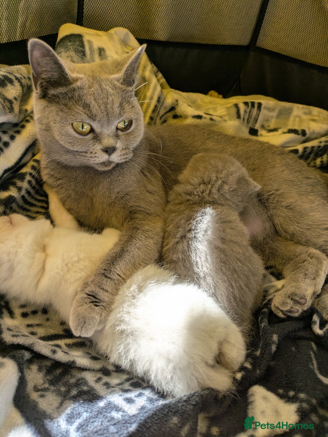 British Shorthair cats for sale: British Short Hairs And White BSH - Image 11