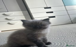 Ragdoll cats for sale: Last boy available  - Image 3