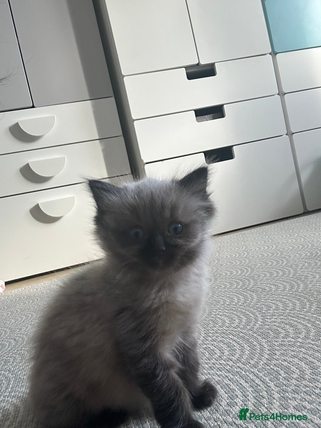 Ragdoll cats for sale: Last boy available  - Image 3