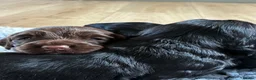 Cocker Spaniel dogs for sale: Kc registered working cocker spaniels - Advert 11