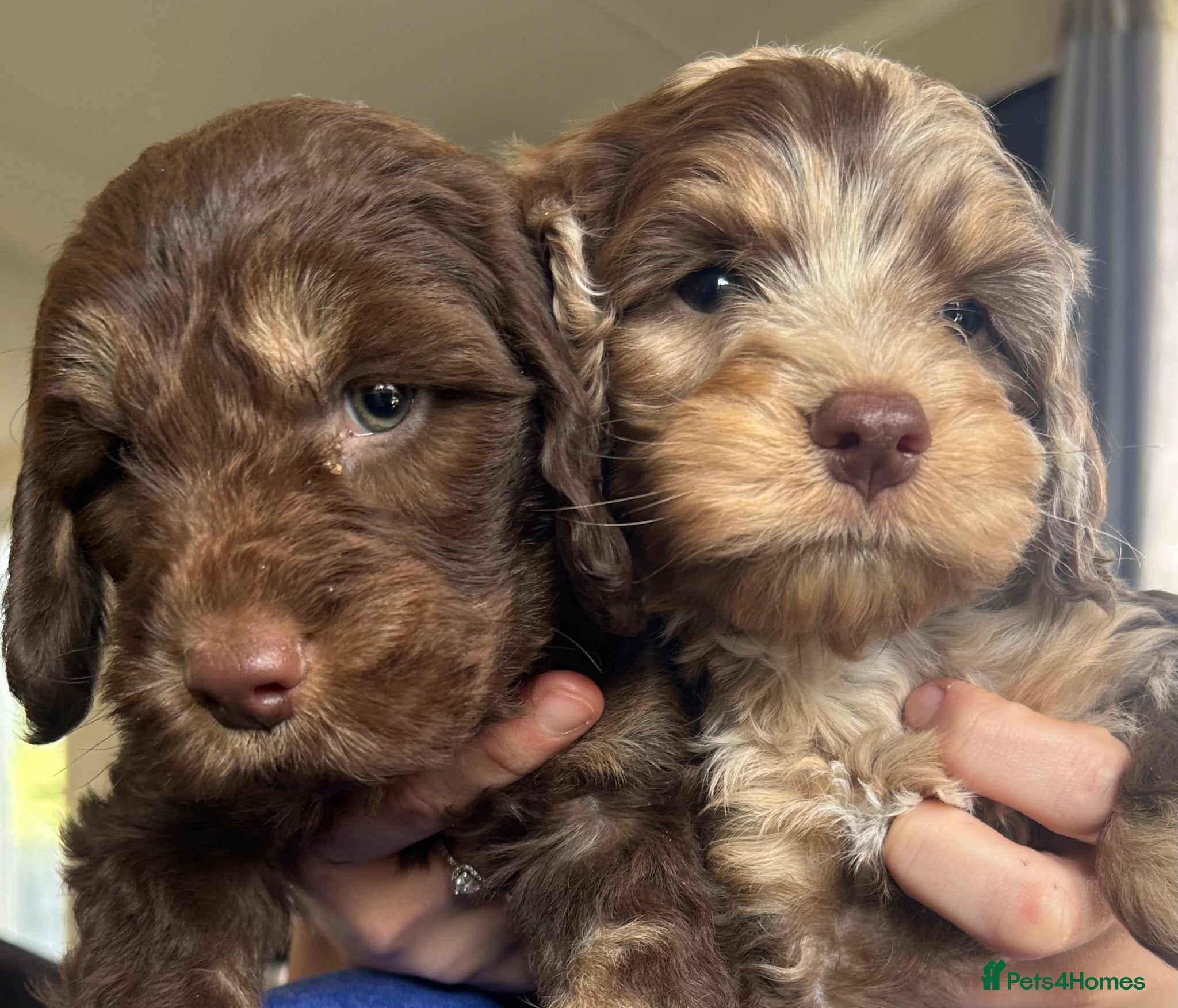 Cockapoo dogs Cockerpoo Puppies - Advert 3