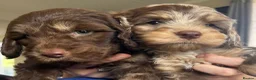 Cockapoo dogs for sale: Cockerpoo Puppies - Advert 10