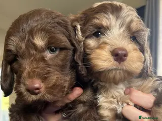 Cockapoo dogs Cockerpoo Puppies - Advert 5