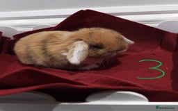 Mini Lop rabbits for sale: Adorable Purebred Baby Mini Lops - Image 18