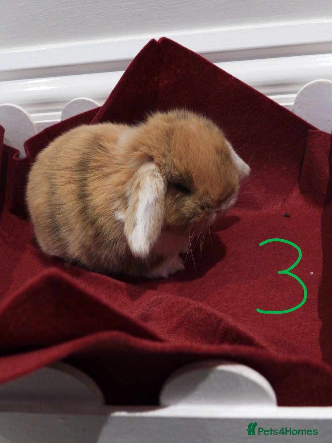Mini Lop rabbits for sale: Adorable Purebred Baby Mini Lops - Image 18