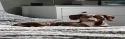 Miniature Dachshund dogs for stud: Dapple Miniature Dachshund for Stud - Advert 6