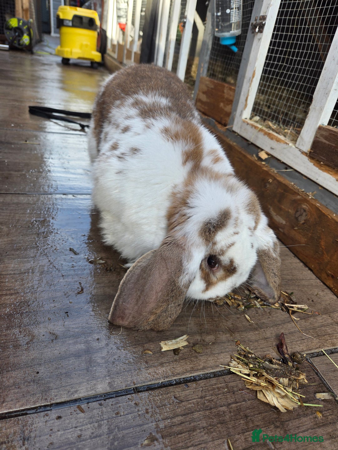 French Lop rabbits for sale: GENTLE GIANTS URGENTLY NEED NEW HOMES - Image 2