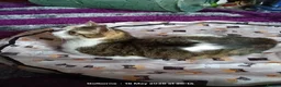 Domestic Shorthair cats for adoption: Beautiful Female Cat Looking for a Loving Home - Advert 3