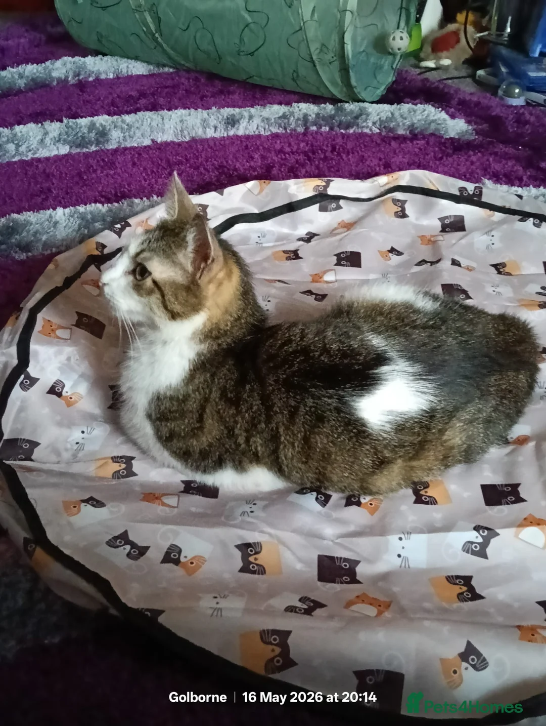 Domestic Shorthair cats for adoption: Beautiful Female Cat Looking for a Loving Home - Advert 3