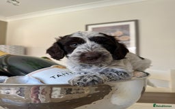 Cockapoo dogs for sale: Amazing fully health tested cockapoos - Image 1