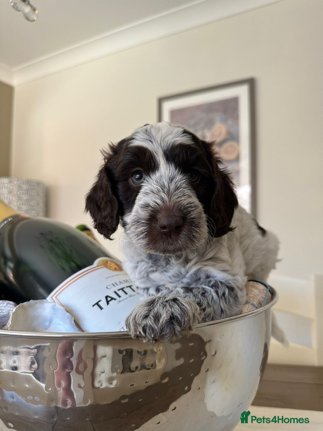 Cockapoo dogs for sale: Amazing fully health tested cockapoos - Image 1