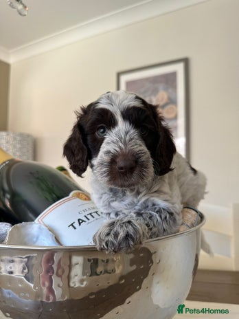 Cockapoo dogs - Advert 6