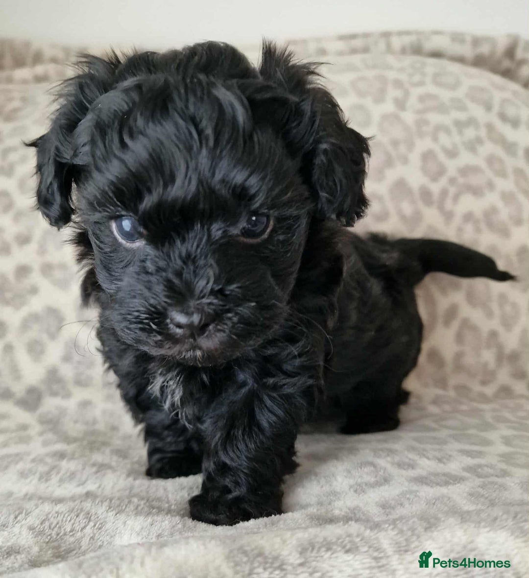 Toy Poodle dogs for sale: Mikipoos  - Image 9