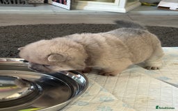 Chow Chow dogs for sale: Quality chow chow pups - Image 18
