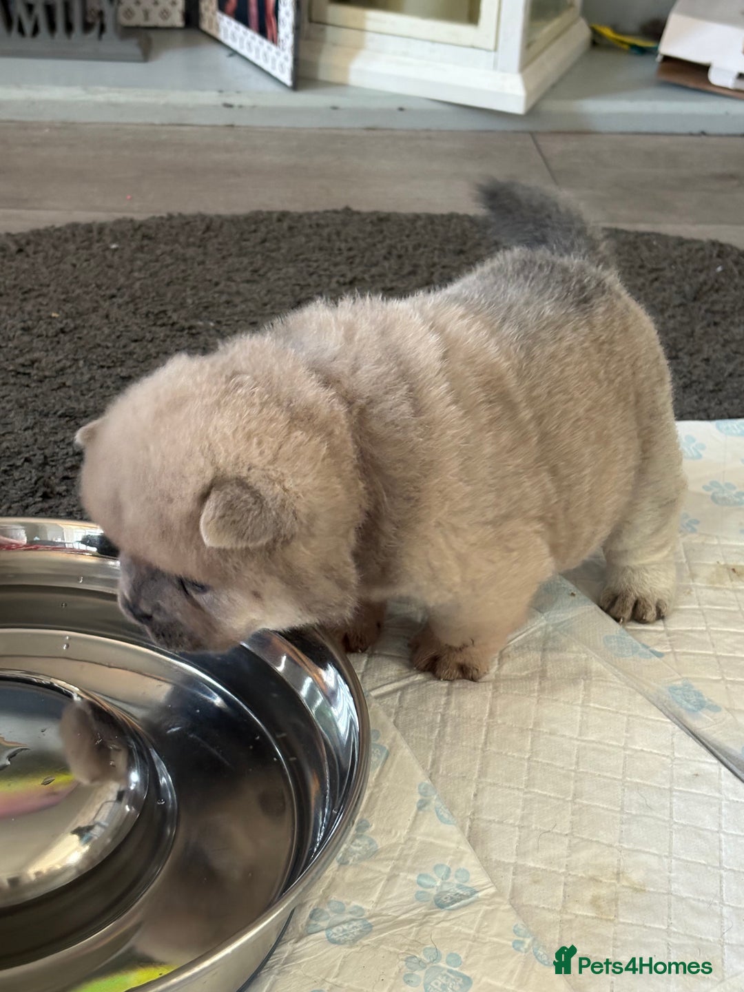 Chow Chow dogs for sale: Quality chow chow pups - Image 18