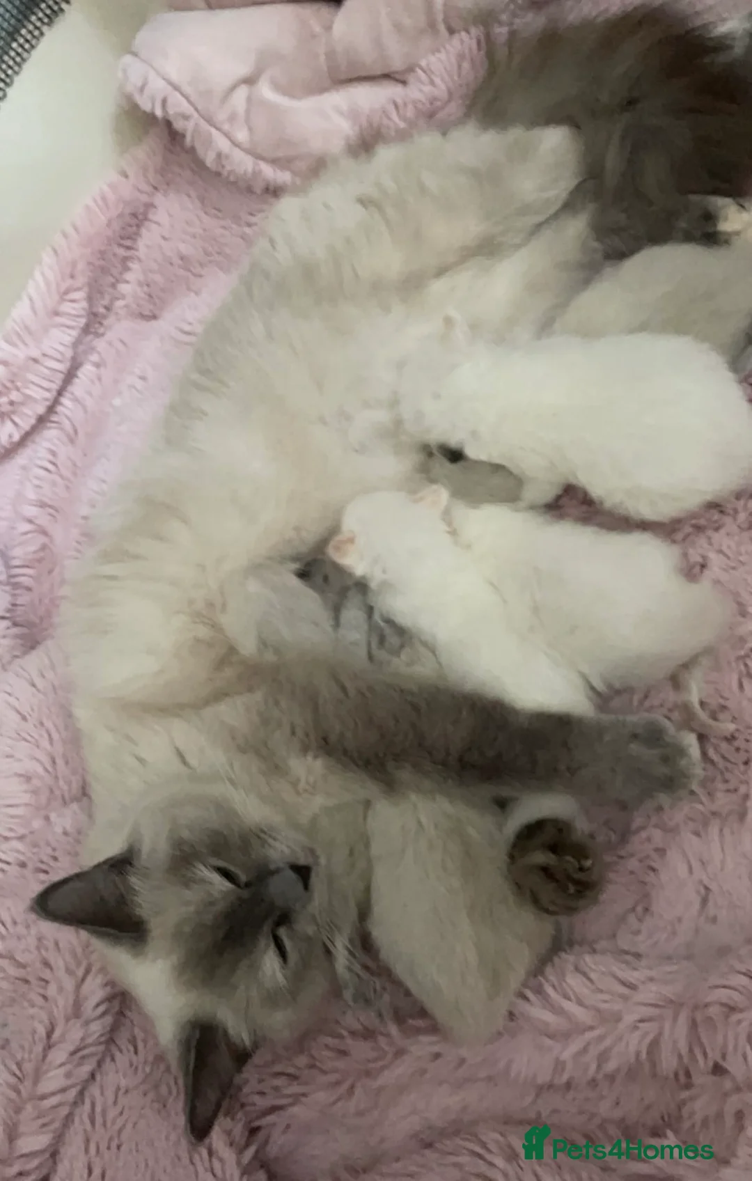 Ragdoll cats for sale: Beautiful ragdoll babies  - Advert 1
