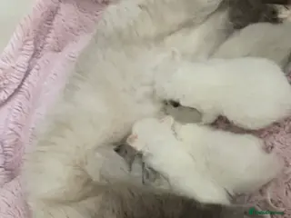 Ragdoll cats Beautiful ragdoll babies - Advert 10