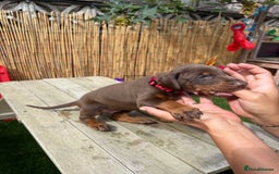 Dobermann dogs for sale: Doberman brown & tan - Image 18