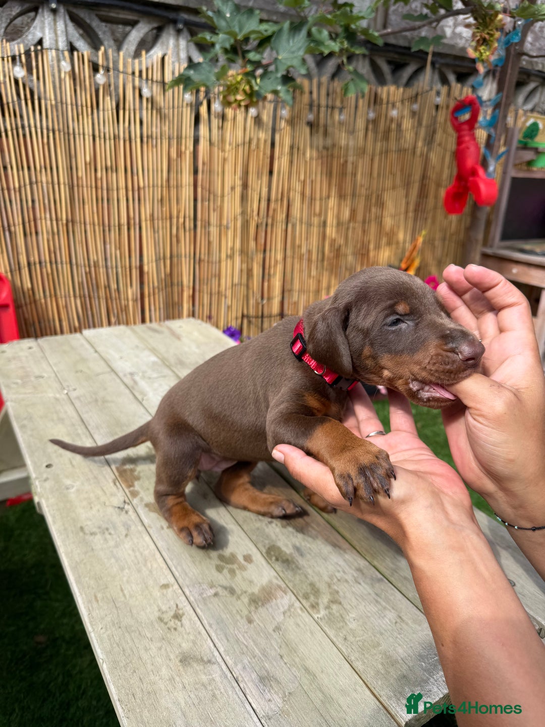 Dobermann dogs for sale: Doberman brown & tan - Image 18