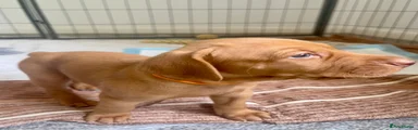 Hungarian Vizsla Orange 