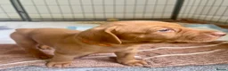 Hungarian Vizsla dogs for sale: Hungarian vizsla puppies  in Thirsk - Advert 22