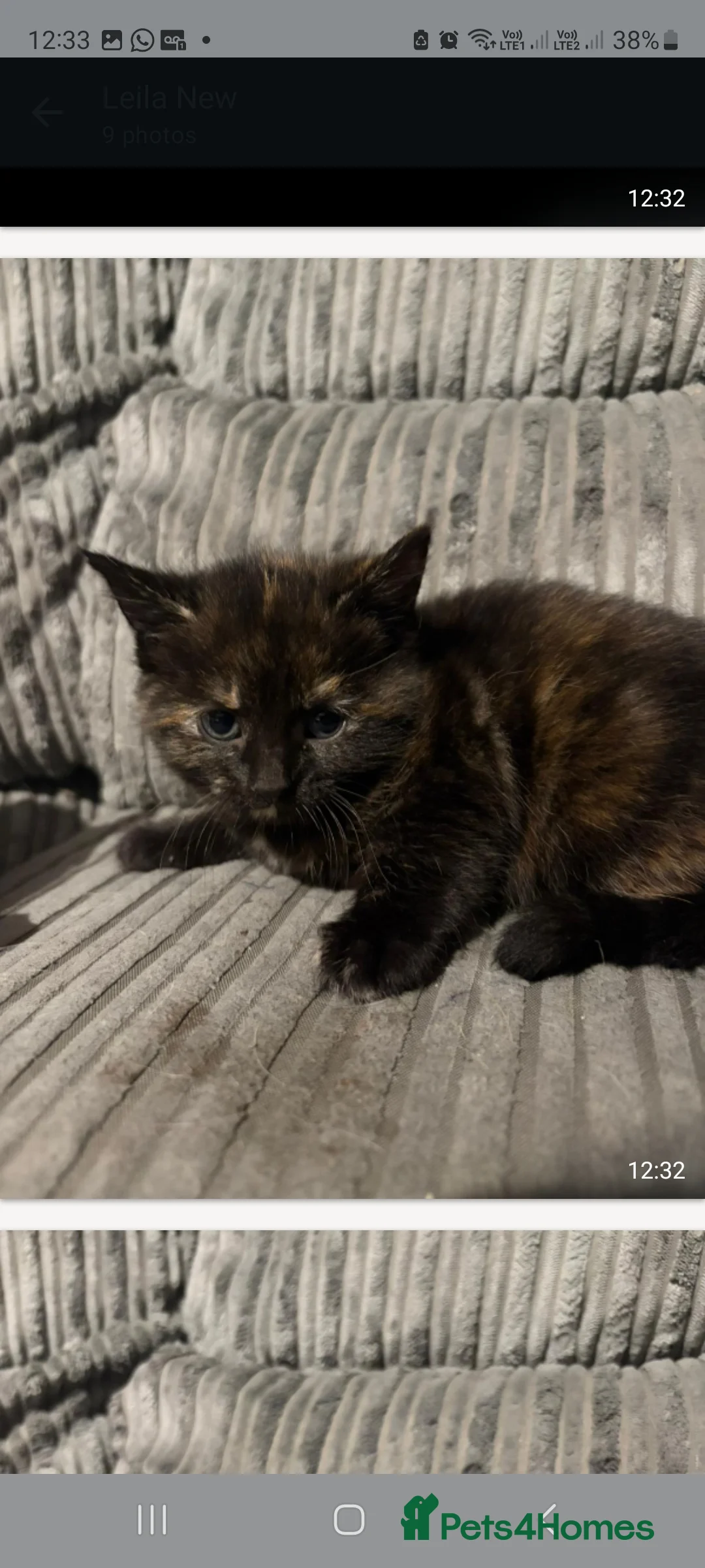 Mixed Breed cats for sale: Affectionate kittens for sale in Birkenhead - Advert 4