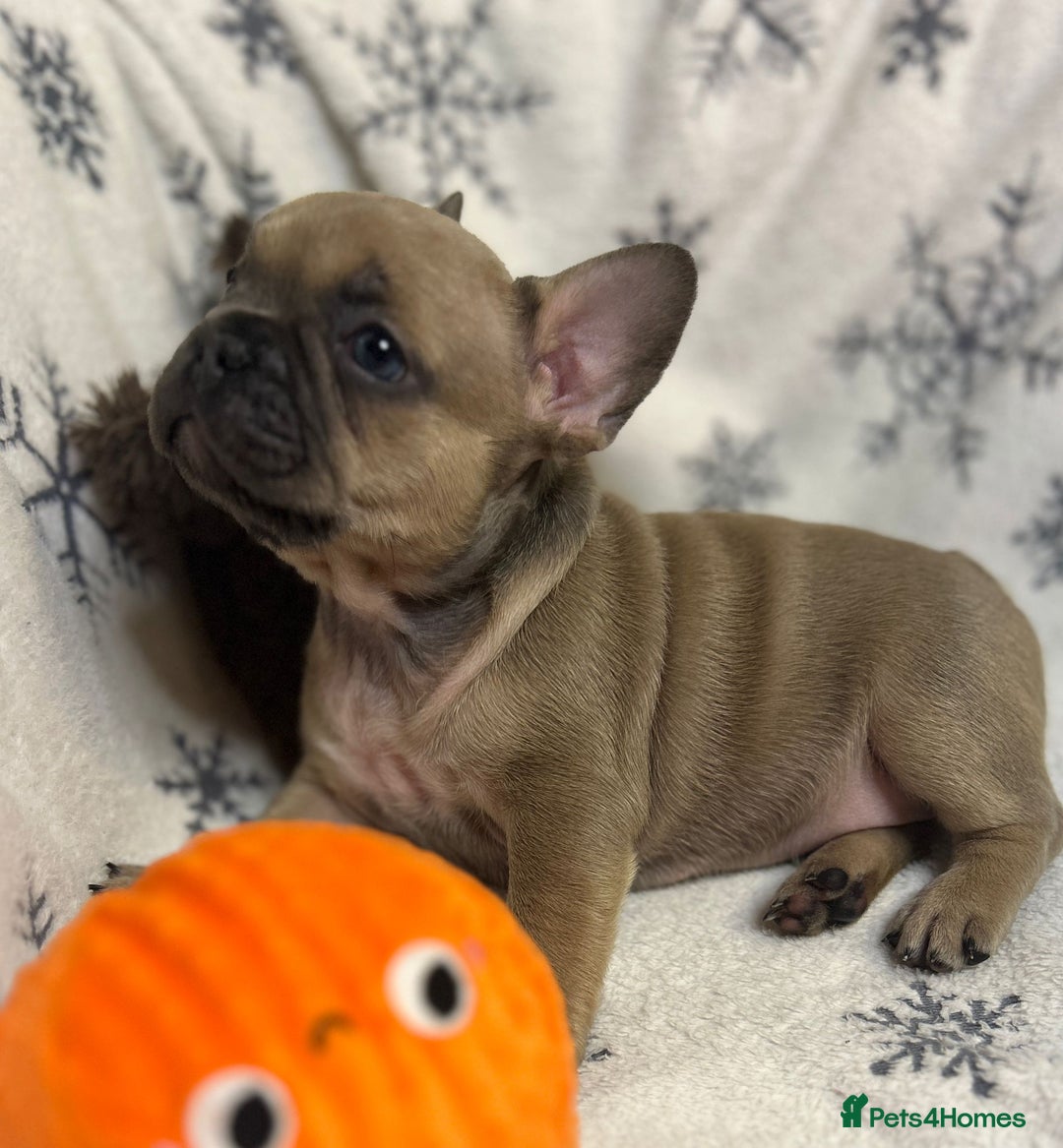 French Bulldog dogs for sale: Gorgeous French Bulldog Puppies - Advert 9