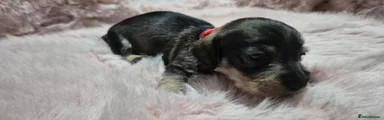 Miniature Dachshund Puppy 2